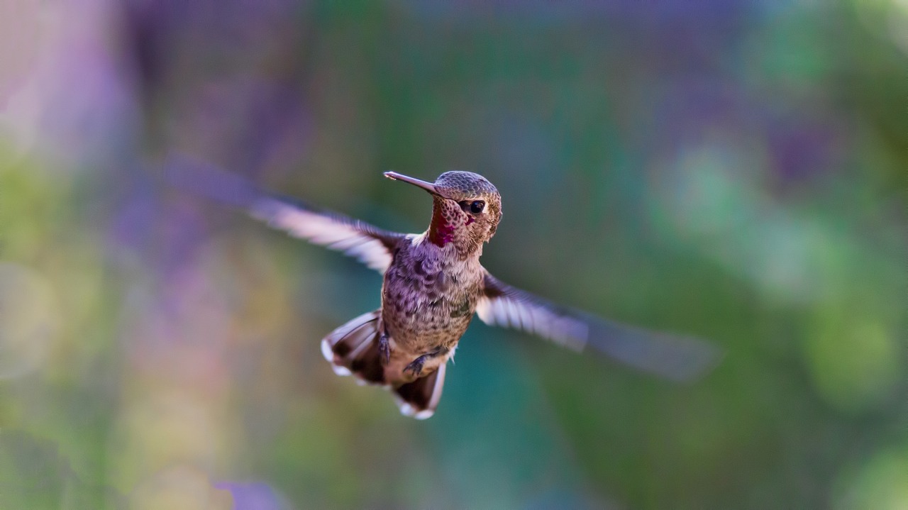 sounds hummingbirds make